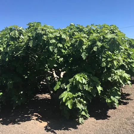 Üdülőpark Eslanzarote Eco Dome Experience Teguise