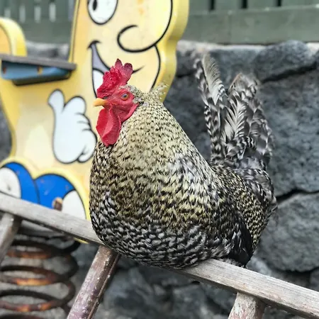 Semesterpark Eslanzarote Eco Dome Experience