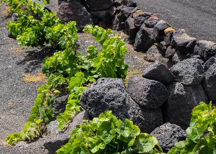 Eslanzarote Eco Dome Experience 홀리데이파크 *