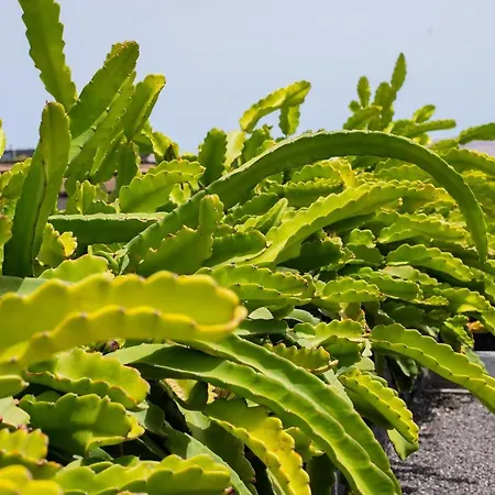 Eslanzarote Eco Dome Experience * تيغيسي
