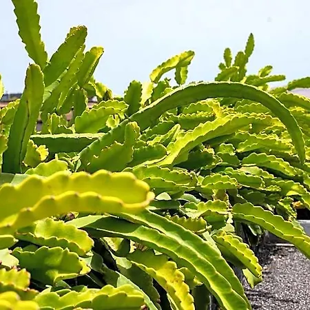 Eslanzarote Eco Dome Experience Tatil parkı Teguise (Lanzarote)