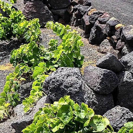 Tatil parkı Eslanzarote Eco Dome Experience *