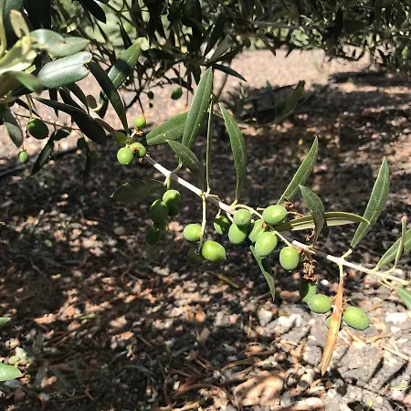 假日公园 Eslanzarote Eco Dome Experience 特吉塞