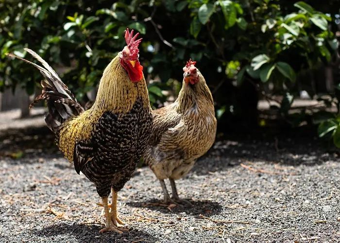 Eslanzarote Eco Dome Experience Kompleks wypoczynkowy