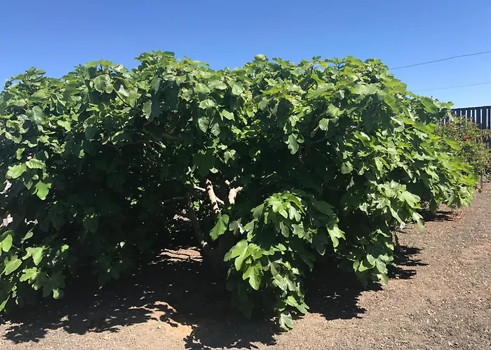 Village de vacances Eslanzarote Eco Dome Experience Teguise (Lanzarote)