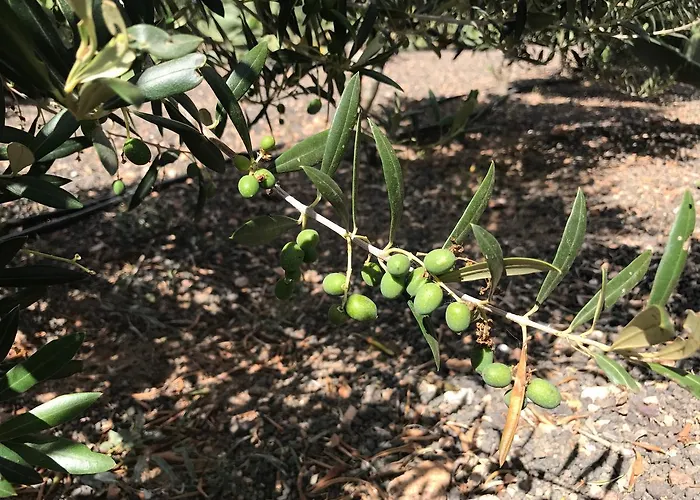 Kompleks wypoczynkowy Eslanzarote Eco Dome Experience Teguise (Lanzarote)