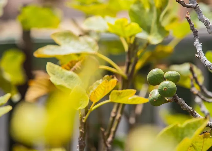 Holiday park Eslanzarote Eco Dome Experience